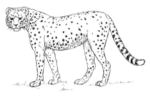 African Cheetah  Coloring Page